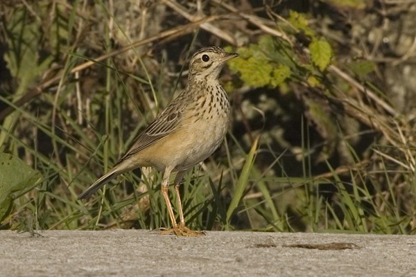 Blyth's Pipit