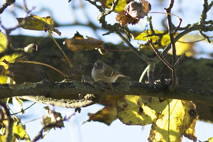 Hume's Yellow-browed Warbler
