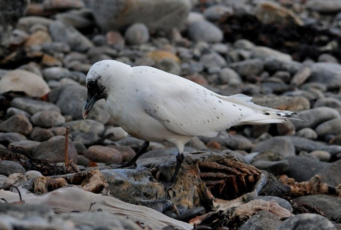 Ivory Gull