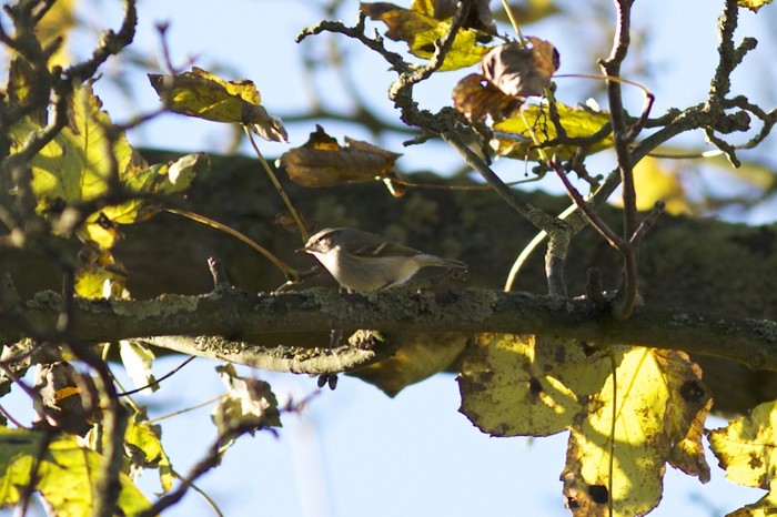 Hume's Yellow-browed Warbler