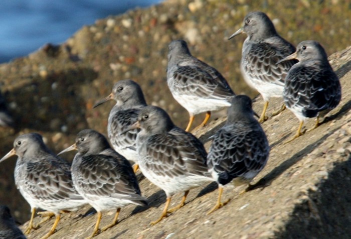 Purple Sandpiper