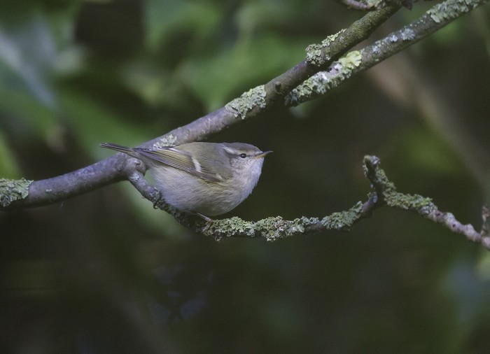 Hume's Yellow-browed Warbler