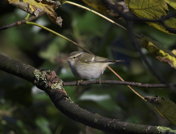 Hume's Yellow-browed Warbler