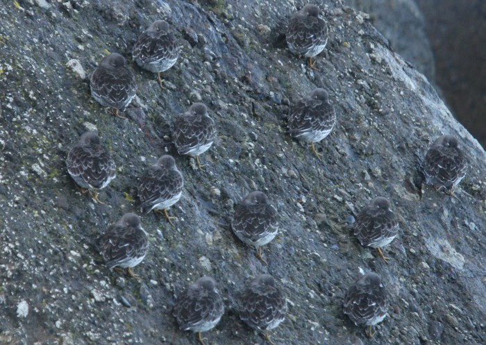 Purple Sandpiper