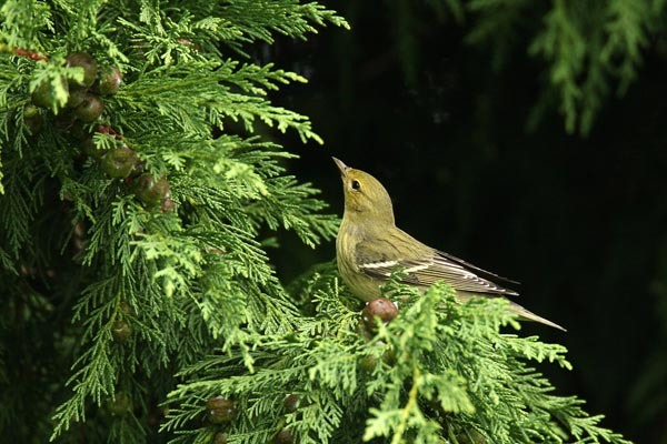 Blackpoll Warbler