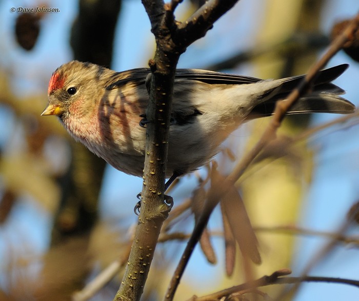 Common Redpoll