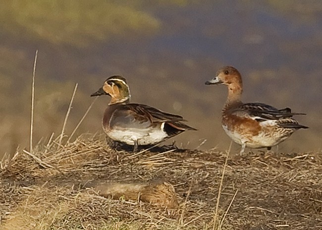 Baikal Teal