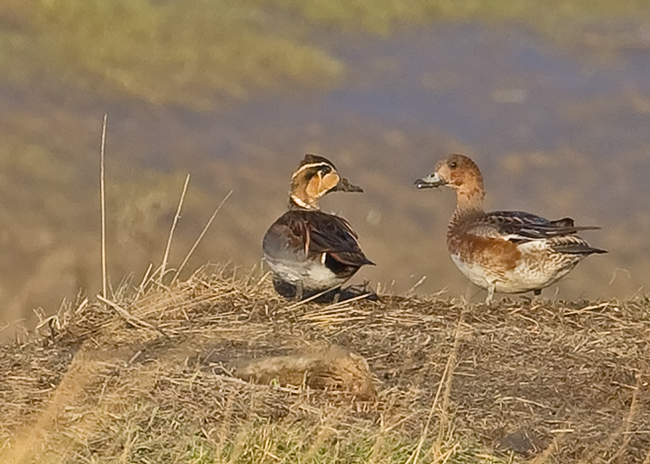 Baikal Teal