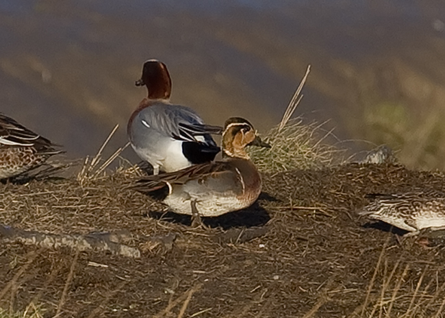 Baikal Teal