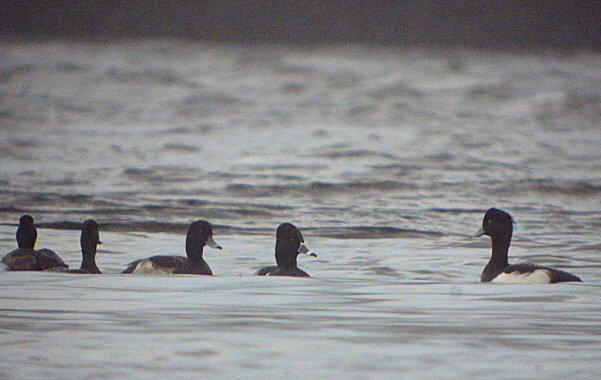 Ring-necked Duck