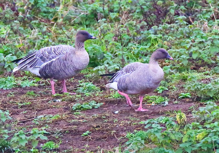 Pink-footed Goose