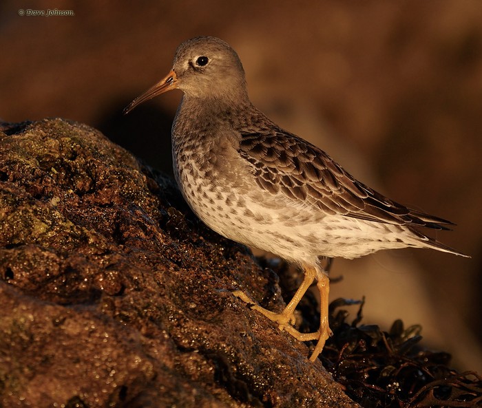 Purple Sandpiper