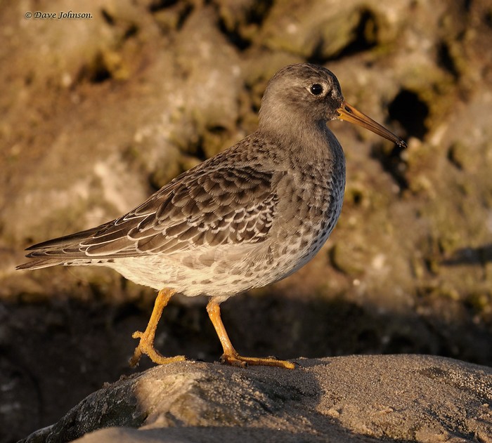 Purple Sandpiper