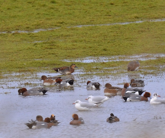 Baikal Teal