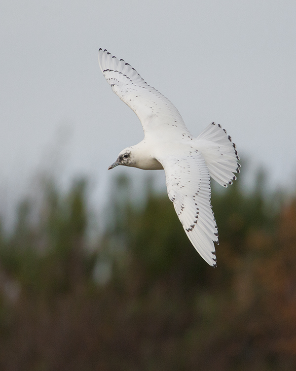 Ivory Gull