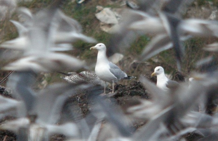 Caspian Gull