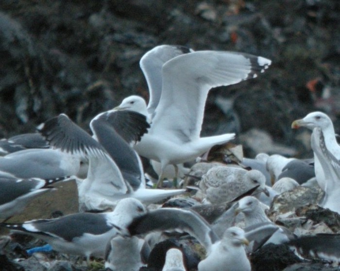 Caspian Gull