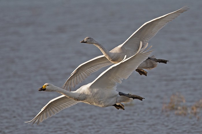 Whooper Swan