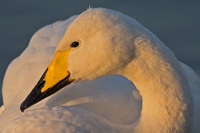 Whooper Swan
