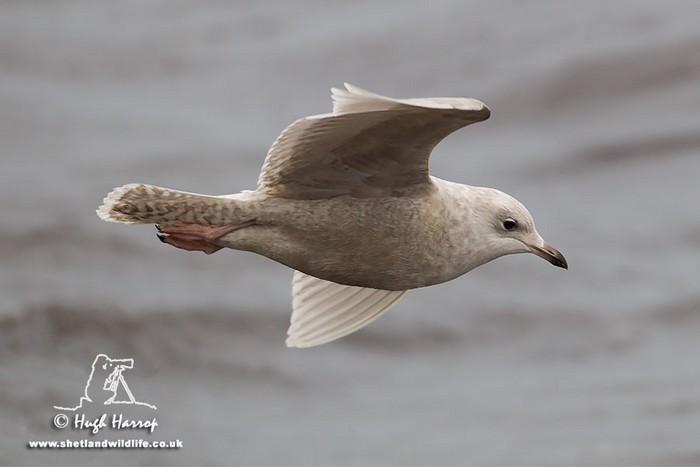 Iceland Gull