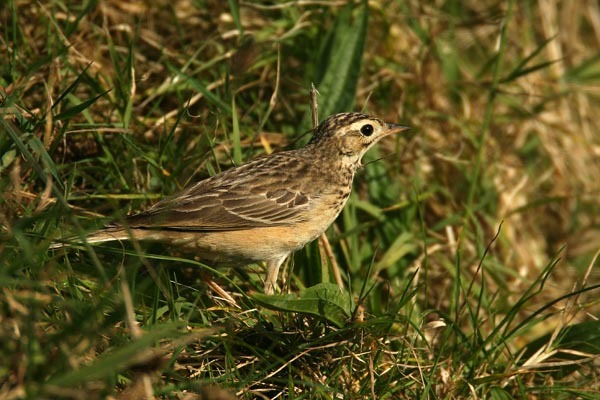 Blyth's Pipit