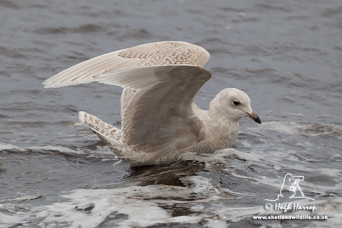 Iceland Gull
