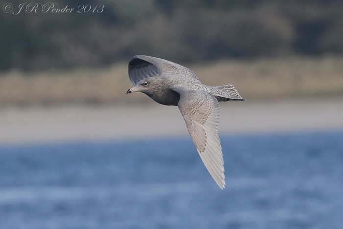 Glaucous Gull