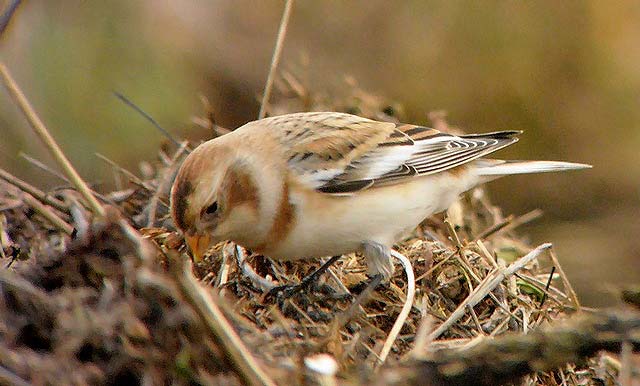 Snow Bunting