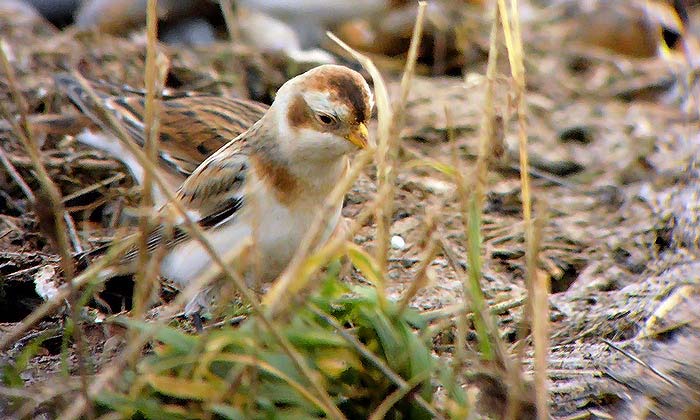 Snow Bunting