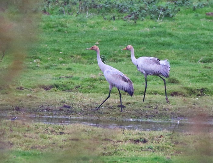 Common Crane