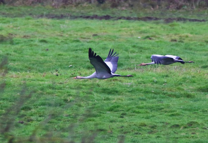 Common Crane