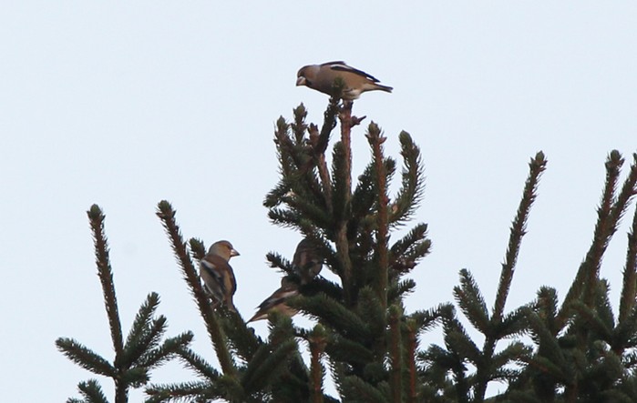 Hawfinch