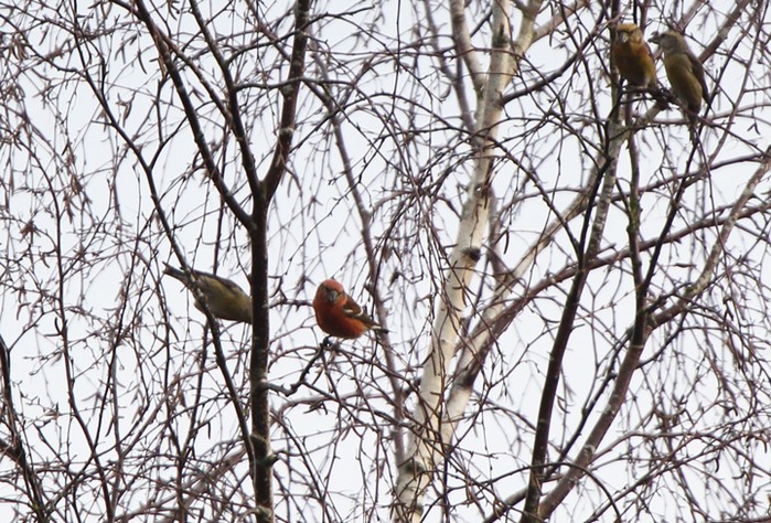 Crossbill