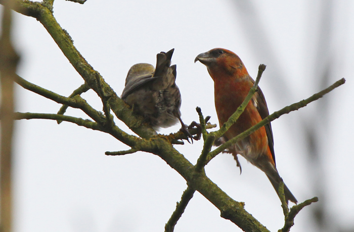 Crossbill