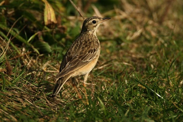 Blyth's Pipit