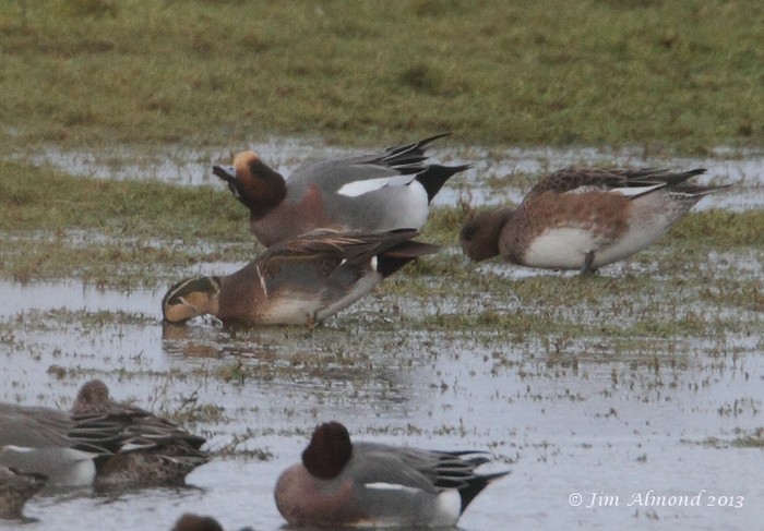 Baikal Teal