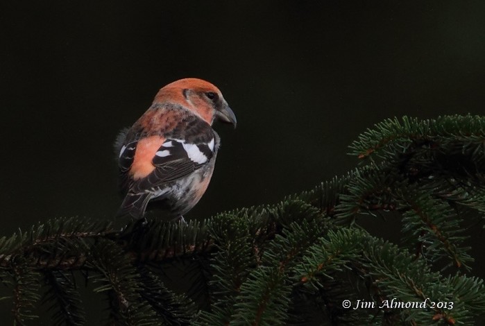 Two-barred Crossbill