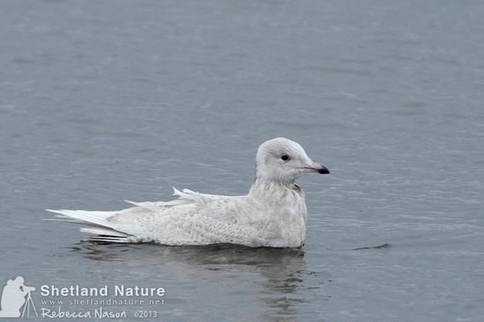 Iceland Gull