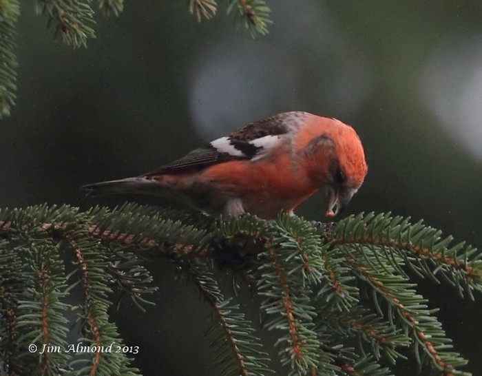 Two-barred Crossbill