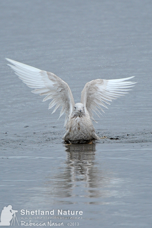 Iceland Gull