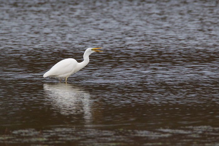 Great White Egret
