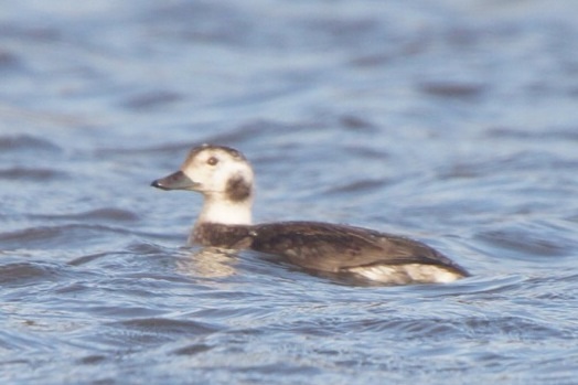 Long-tailed Duck