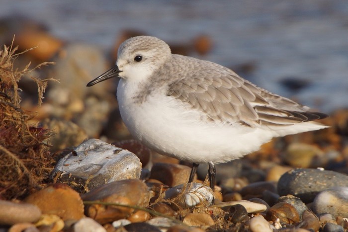 Sanderling