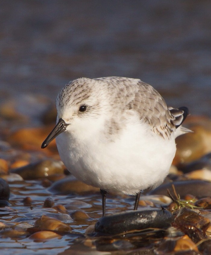 Sanderling