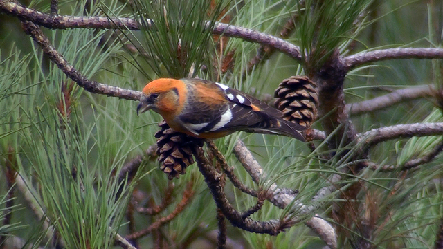 Two-barred Crossbill