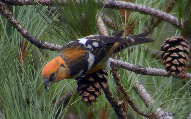Two-barred Crossbill