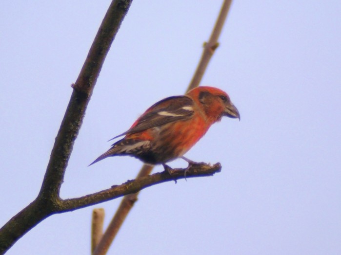 Two-barred Crossbill