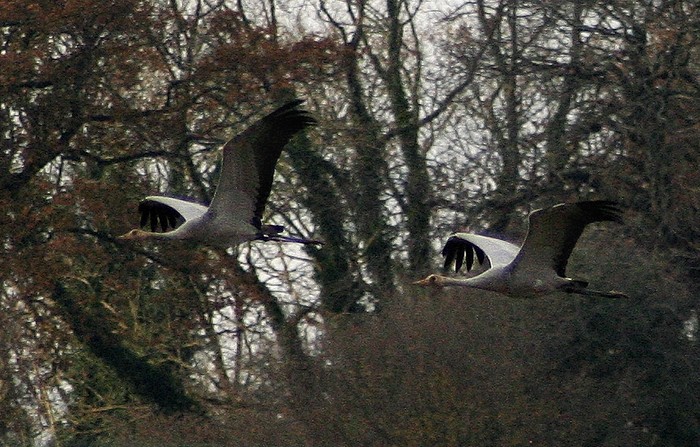 Common Crane