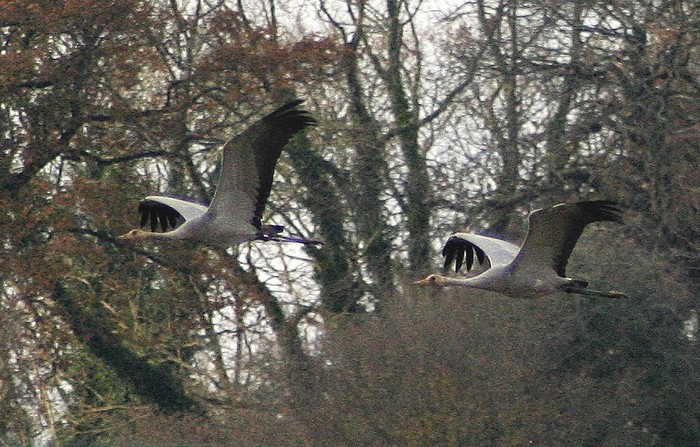 Common Crane