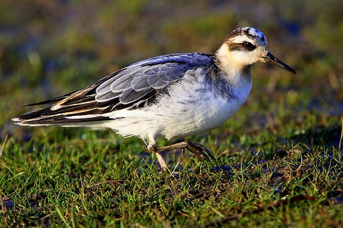 Grey Phalarope